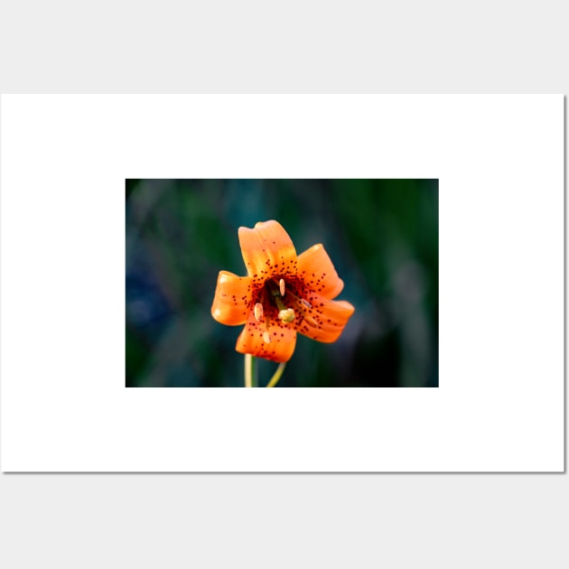 Tiger Lily Wall Art by blossomcophoto